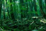 Aokigahara_Forest