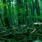 Aokigahara_Forest