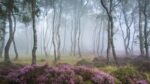 beautiful-mysterious-forests-10__880