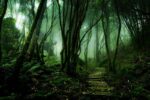 beautiful-mysterious-forests-13__880
