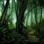 beautiful-mysterious-forests-13__880