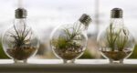 teaser_tinyterra6