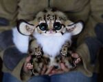 cool-pokemon-real-life-plush