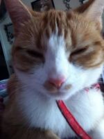 pet-cat-nala-secret-family-1