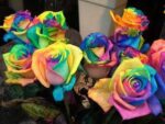 Rainbow-roses2