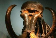 นักวิทยาศาสตร์ตื่นเต้นกับการค้นพบงาแมมมอธที่ก้นมหาสมุทร