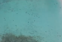 กรมอุทยานฯ ปล่อยคลิป ฉลามหูดำเต็มอ่าวมาหยา กว่า 100 ตัว สะท้อนความสมบูรณ์ หลังปิดอ่าว 3 ปี ฉลามหูดำ บุกเต็มอ่าวมาหยา