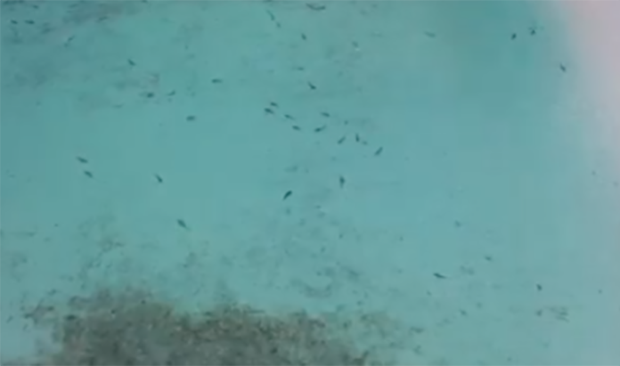 Screen Shot 2021-11-24 at 12.17.47 ฉลามหูดำ บุกเต็มอ่าวมาหยา