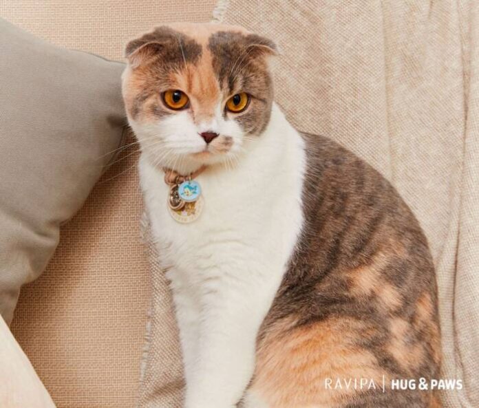 RAVIPA เปิดตัว Hug & Paws Lucky Charm (7)