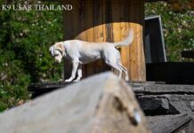 K9 ‘สีนวล’ ผ่านมาตรฐานโลก IRO RH-T A