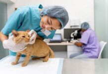 เจาะลึกมาตรฐานโรงพยาบาลสัตว์ที่คนรักสัตว์ต้องรู้ปี 2026